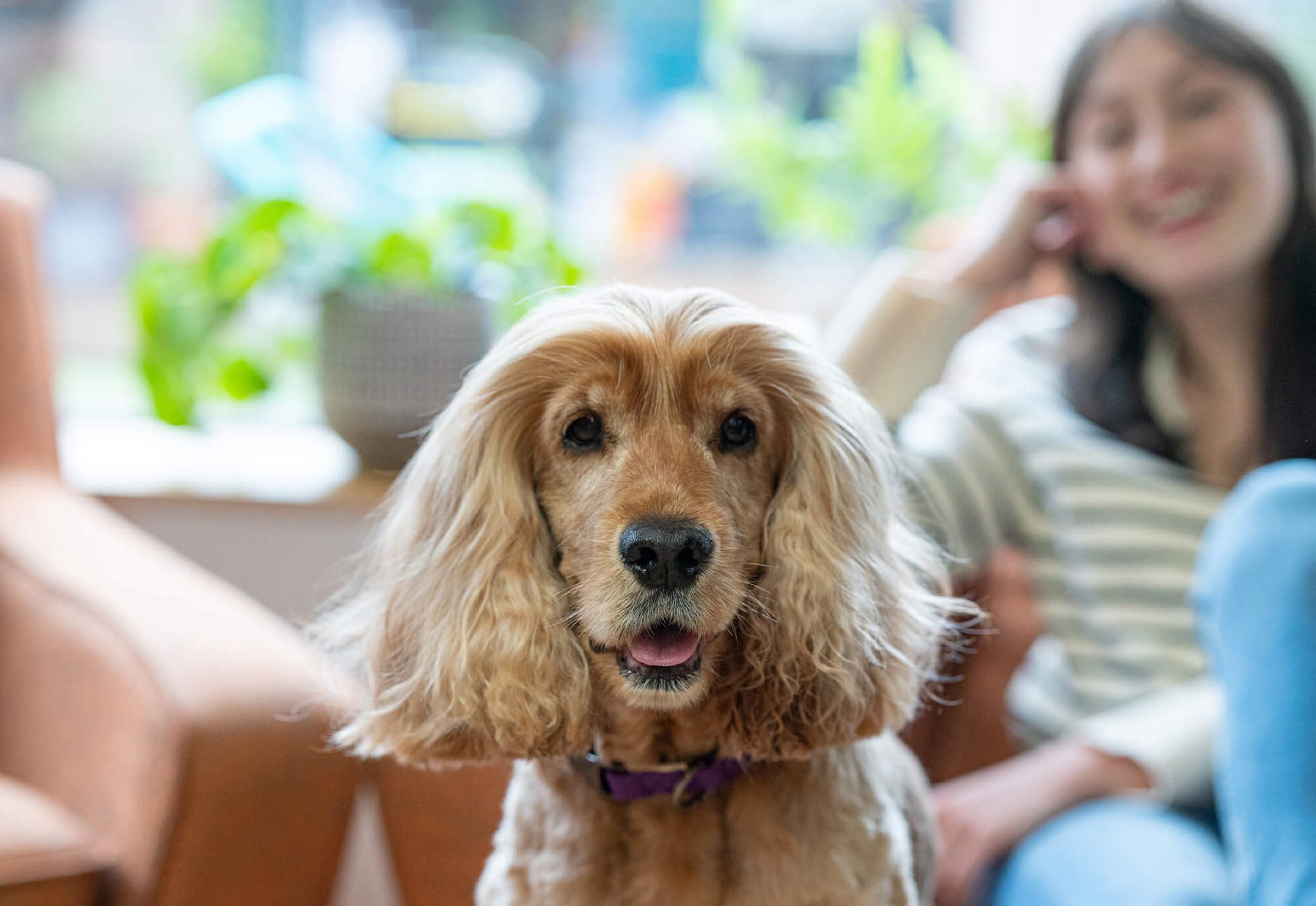 Symply dog food clearance pets at home